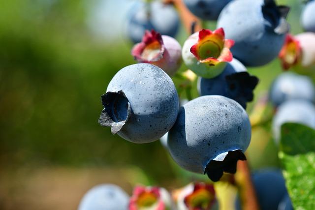 Antioxidanty: Nepostrádateľné látky pre zníženie zápalu