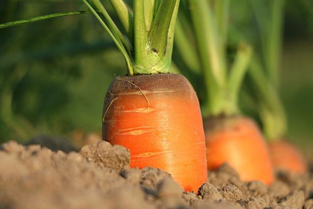 Mrkvová šťava ako prírodný detoxikačný prostriedok