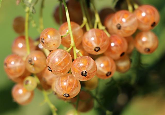 Úloha antioxidantov v ochrane srdcovocievneho systému