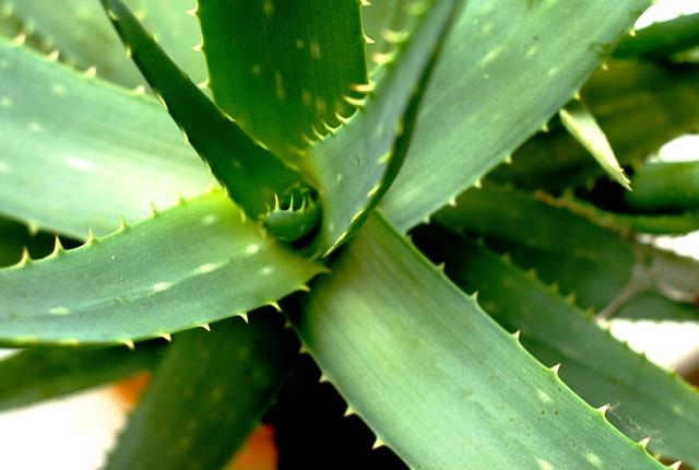 Aloe vera a jej ukľudňujúce účinky