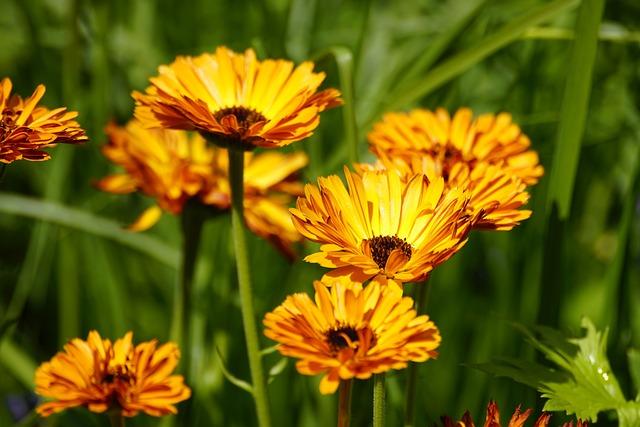 Bylinky, ktoré pomáhajú: Arnica, Ľubovník a ďalšie