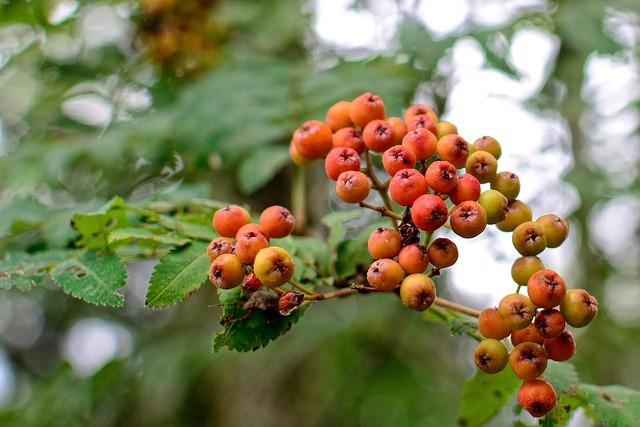 Hojivé protizápalové detoxikačné antibakteriálne účinky: Ako ich využiť