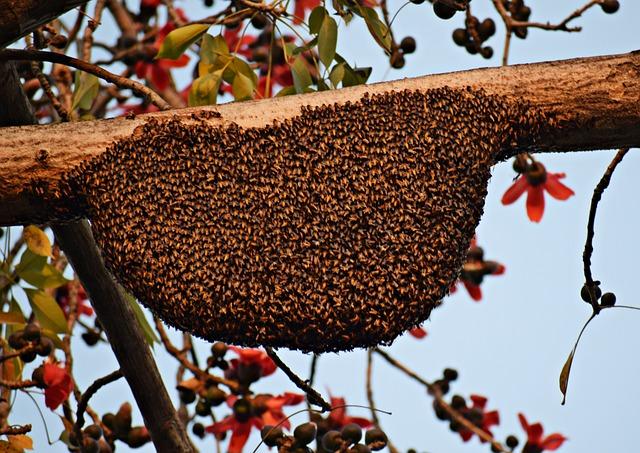 Kedy a ako často používať propolis na hrdlo