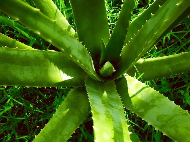 Ako aloe vera prispieva k zníženiu cholesterolu