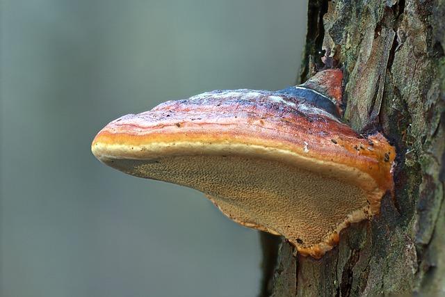 Reishi: Huba, ktorá znižuje zápal a posilňuje imunitu