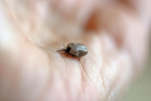 Kliešťová borelióza príznaky: Ako rozpoznať a liečiť