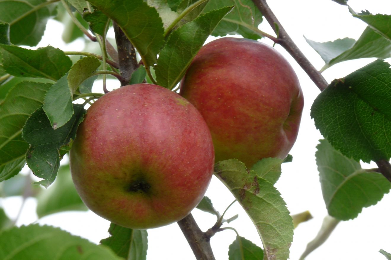 Letné odrody jabloní – ako ich spoznať?